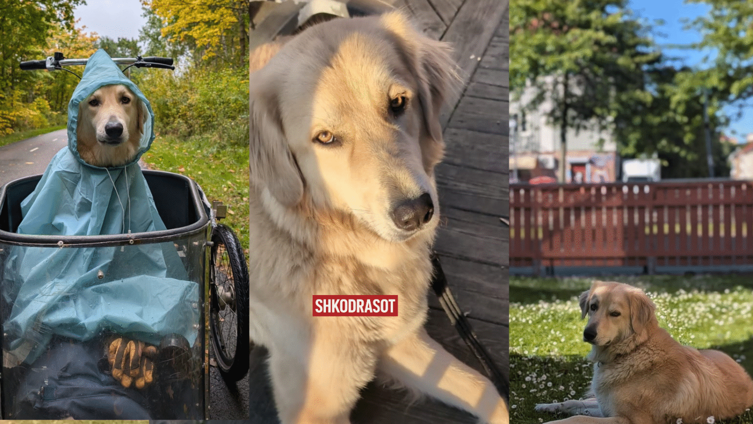 Tre qen të shpëtuar e adoptuar ! Nga rruget e Shkodres tek shtepite e ngrohta ne Suedi, Austri dhe Kanada