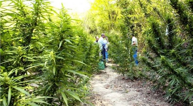 EMRI-Arrestohet 50-vjeçari nga Malësia e Madhe, dyshohet se kultivoi 1600 bimë narkotike me familjen